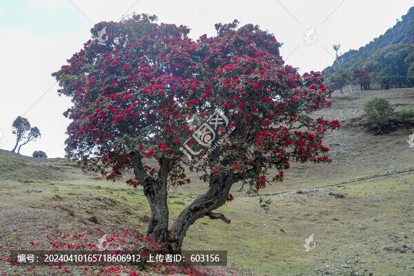 永德大雪山杜鵑花