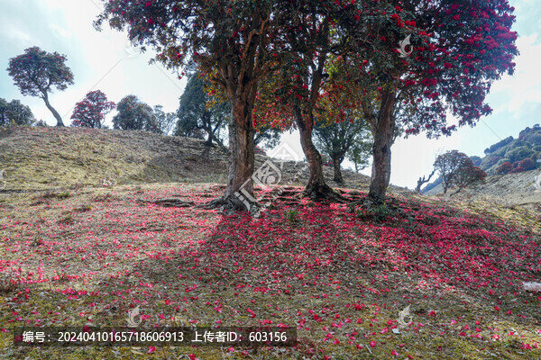 永德大雪山杜鵑花