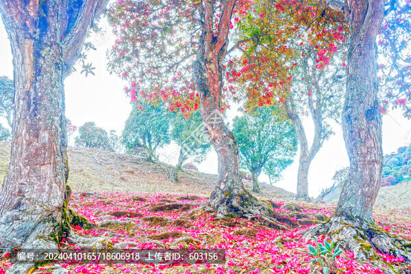 永德大雪山杜鵑花
