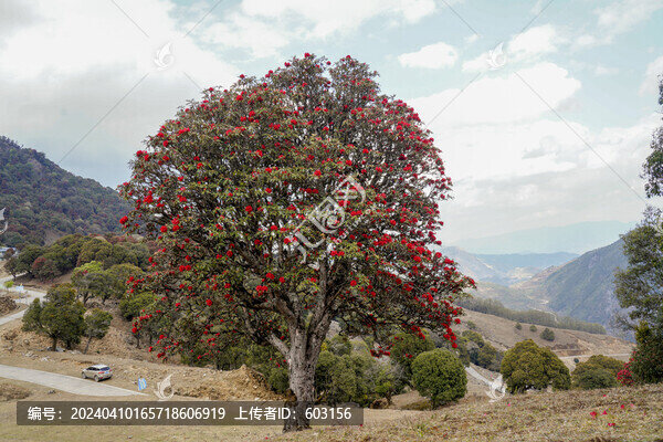永德大雪山杜鵑花