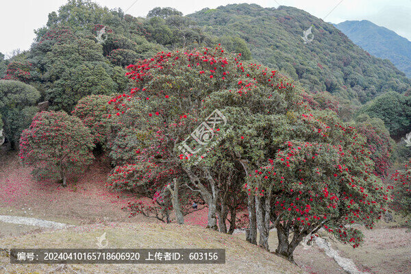 永德大雪山杜鵑花