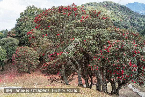 永德大雪山杜鵑花