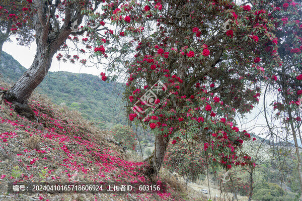永德大雪山杜鵑花