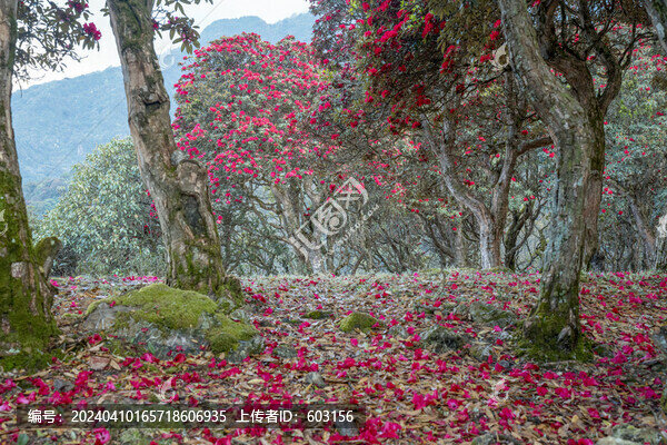 永德大雪山杜鵑花