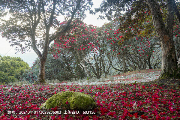 永德大雪山杜鵑花