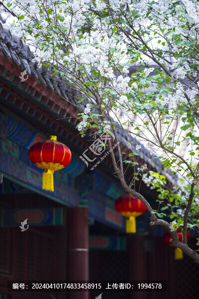 丁香