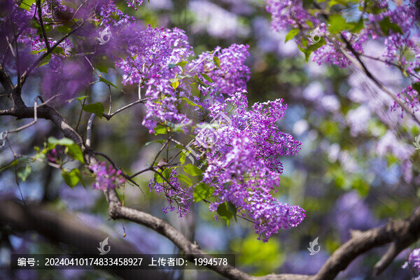 丁香