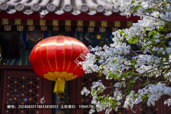丁香
