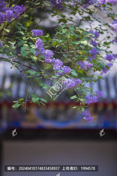 丁香