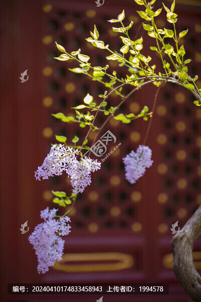 丁香