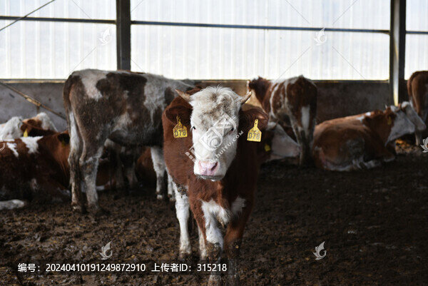 黃牛養(yǎng)殖場(chǎng)
