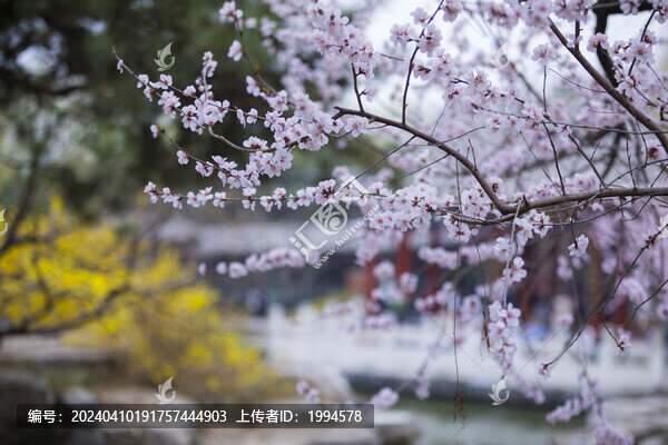 桃花