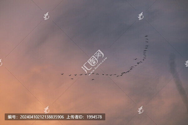 大雁