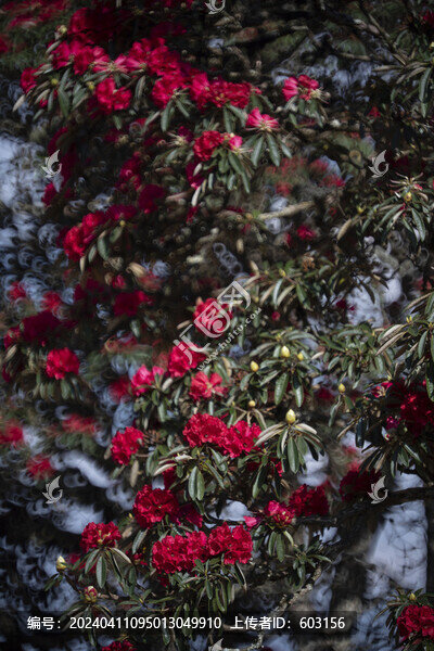 永德大雪山杜鵑花