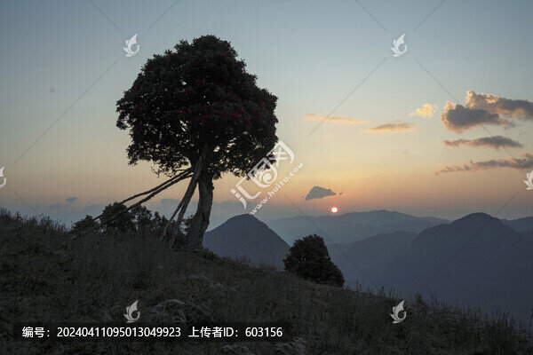永德大雪山杜鵑花