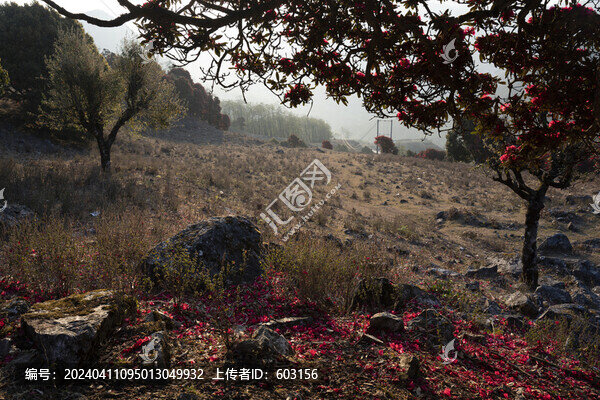 永德大雪山杜鵑花