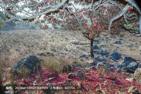 永德大雪山杜鵑花