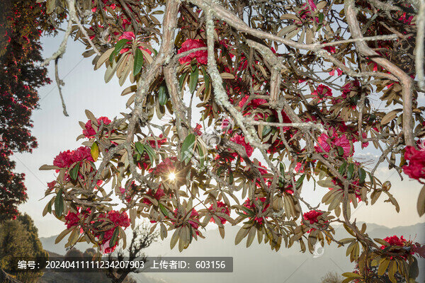 永德大雪山杜鵑花