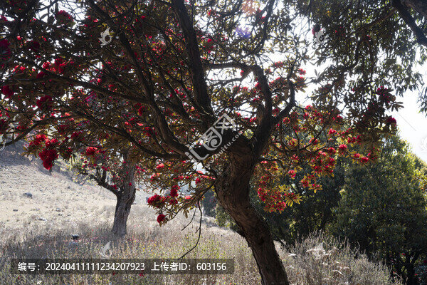 永德大雪山杜鵑花
