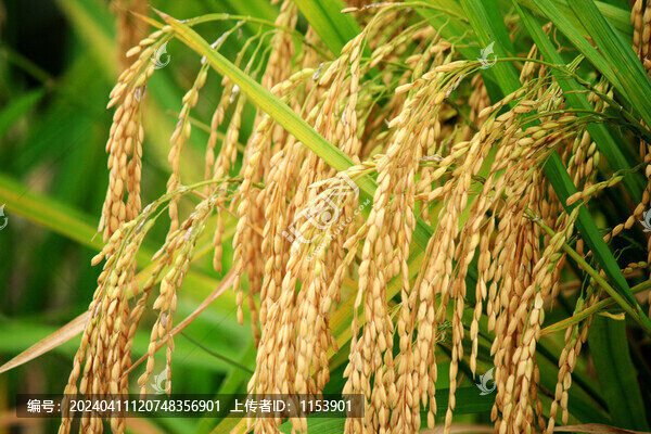 稻穗