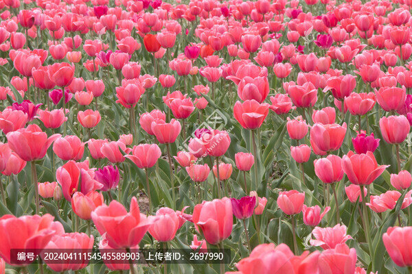郁金香