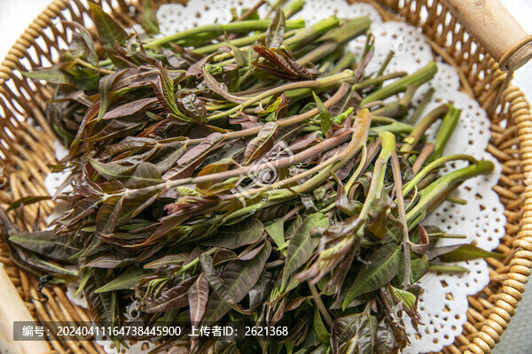 頭茬香椿芽