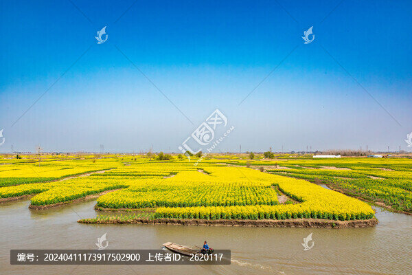 泰州千垛油菜園