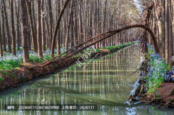 江蘇泰州李中水上森林公園