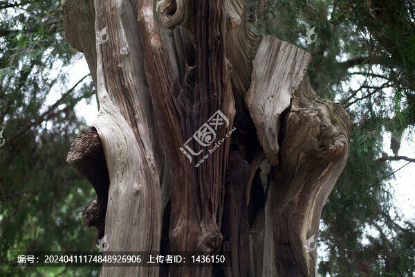 岱廟漢柏