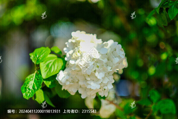 繡球花木繡球
