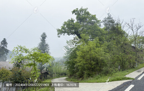老樹