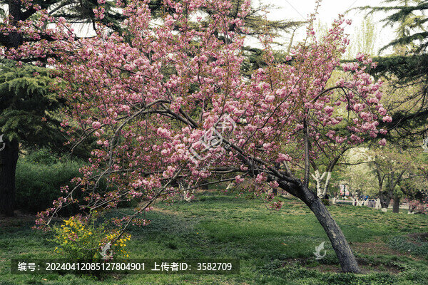 玉淵潭櫻花