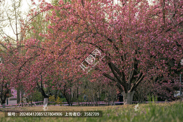 玉淵潭櫻花