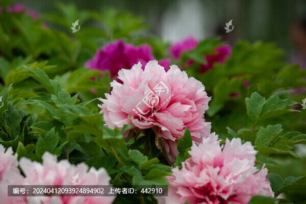 牡丹花