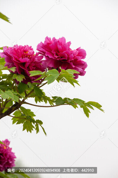 牡丹