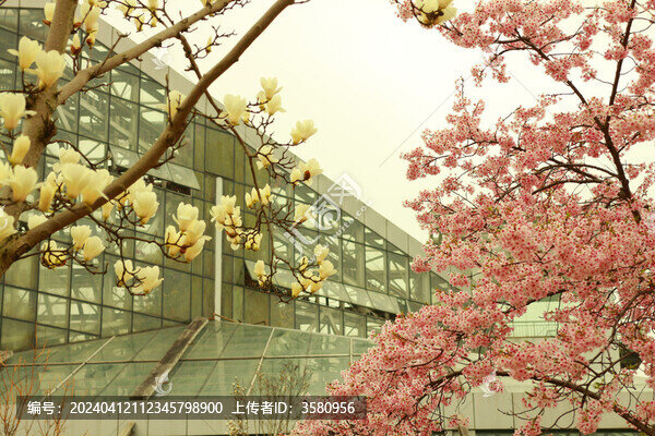櫻花