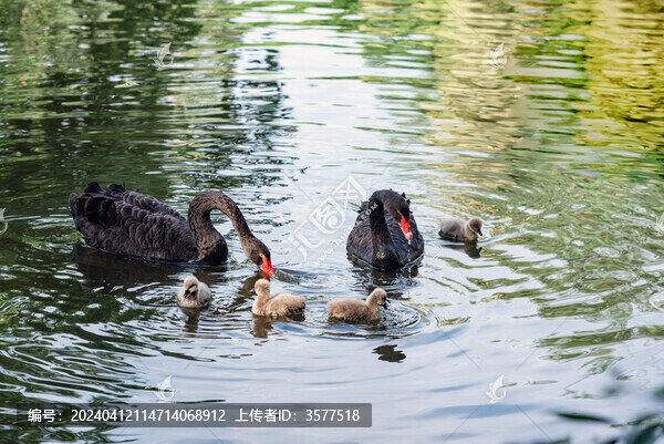 小天鵝成長(zhǎng)季