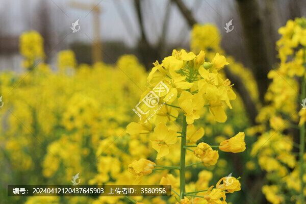 油菜花