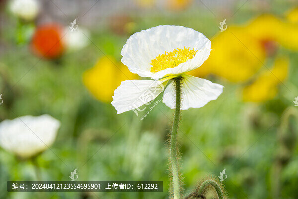 白色虞美人