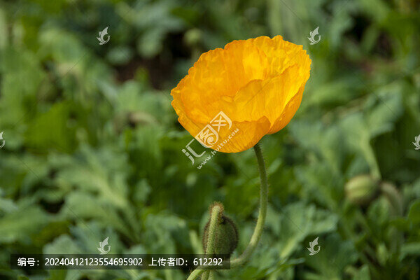虞美人花朵