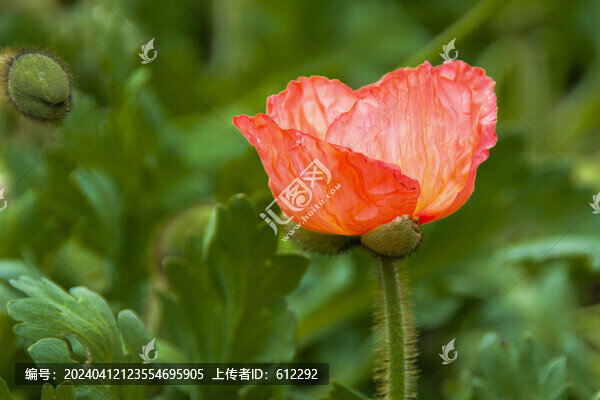 紅色虞美人