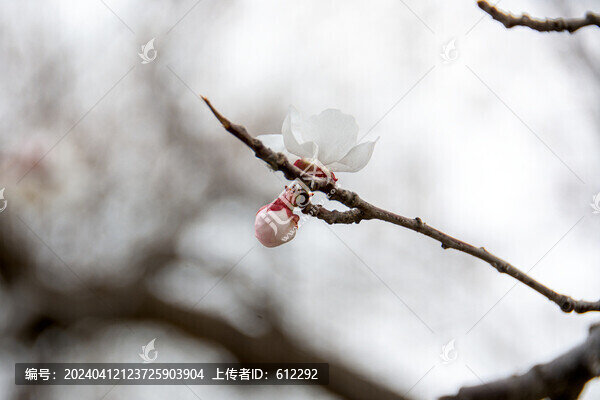 桃枝與花朵