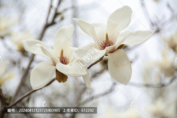 白玉蘭花朵特寫