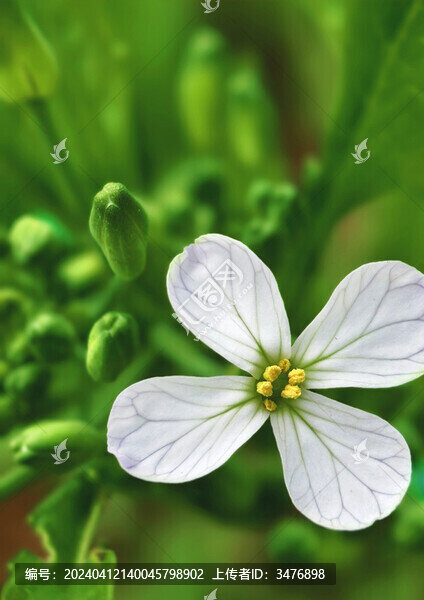白蘿卜花