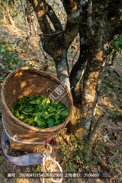 壩糯藤條茶普洱茶茶樹