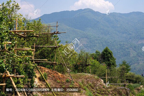 臨滄茶區(qū)冰島老寨廣場(chǎng)古茶樹(shù)