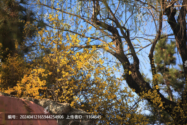 連翹花