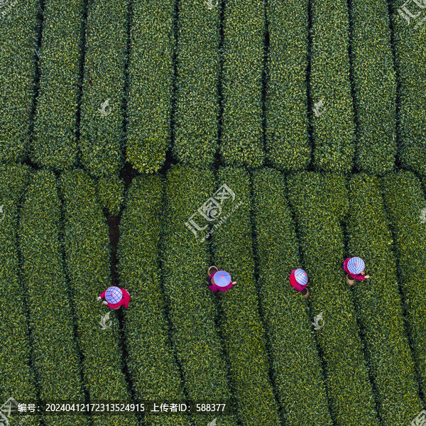 春天杭州西湖龍井茶園