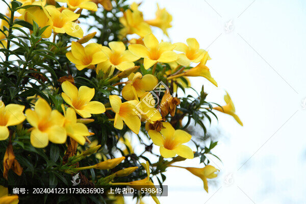 黃蟬花