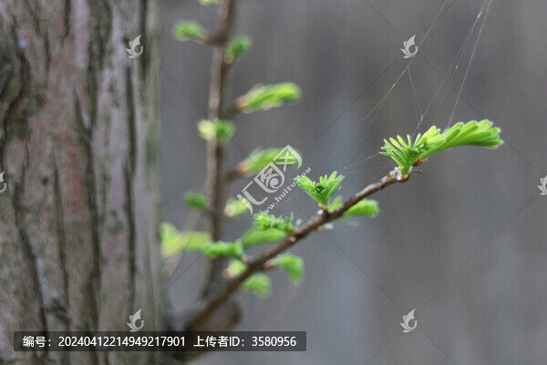 發(fā)芽